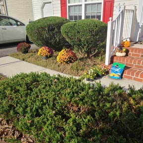 Bush Trimming by Greenview Lawn Solutions llc reviewed on May 10, 2022
