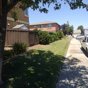 Bush Trimming by Scott's Landscape and pool service reviewed on May 9, 2025
