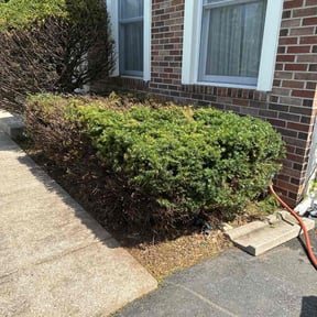 Bush Trimming by AMT Tactical Lawn Care reviewed on August 9, 2022