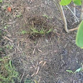 Flower Bed Weeding by Field of Dreams Landscaping reviewed on April 5, 2025