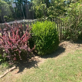 Bush Trimming by J&E Lawn care reviewed on September 26, 2024