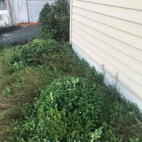 Bush Trimming by Nelson’s quick clean reviewed on March 30, 2022