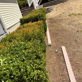 Bush Trimming by Dorman property services reviewed on July 31, 2022
