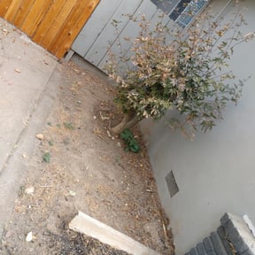 Cleanups by Foresight Landscape Maintenance and Design reviewed on October 15, 2021