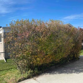 Bush Trimming by Sebastian's concrete and landscaping reviewed on September 21, 2021