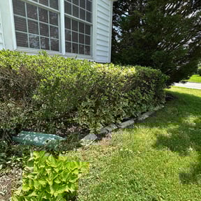 Bush Trimming by Curb Appeal Landscaping reviewed on April 1, 2022