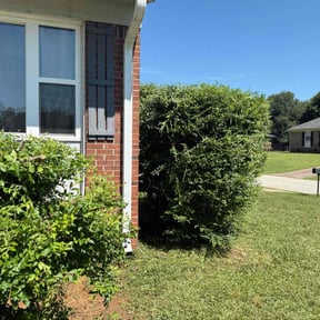 Bush Trimming by Nycstro LLC reviewed on June 22, 2022