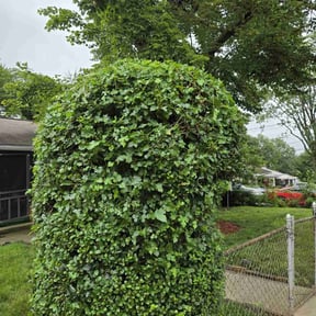 Bush Trimming by FRL Landscaping reviewed on May 20, 2022