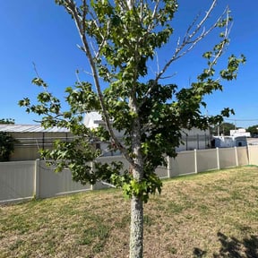 Bush Trimming by ZKZ Landscape &amp; Design reviewed on March 10, 2025