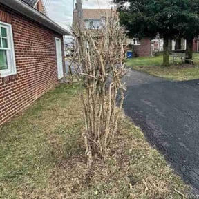 Bush Trimming by Victoria Landscaping, LLc reviewed on May 21, 2022