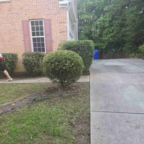 Bush Trimming by Mts mowing and tree service reviewed on May 31, 2022