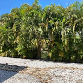 Bush Trimming by JALER LLC reviewed on March 7, 2025
