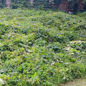 Cleanups by Soul City Lawn Care reviewed on June 7, 2025