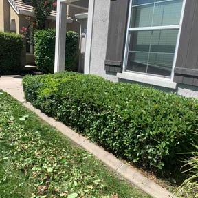 Bush Trimming by Turners extensive lawn care reviewed on May 23, 2022