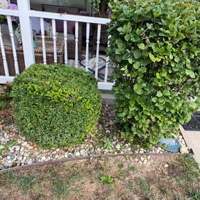 Bush Trimming by See Real Cuts reviewed on November 2, 2022