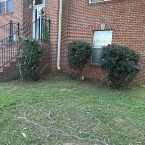 Bush Trimming by Mcdaniel’s Landscaping & Pressure wash reviewed on March 21, 2022