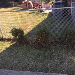 Bush Trimming by Getyourlawncut.com reviewed on June 25, 2022