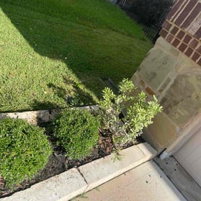Bush Trimming by Oscar Bustos Llc reviewed on July 1, 2022