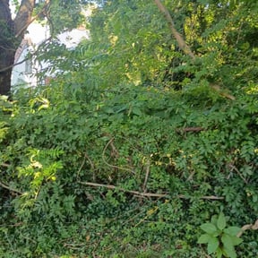 Bush Trimming by Legacy landscape llc reviewed on November 25, 2024