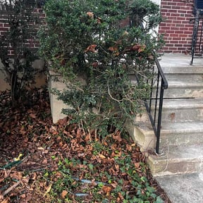 Bush Trimming by LRV Lawn Care Limited reviewed on August 7, 2022
