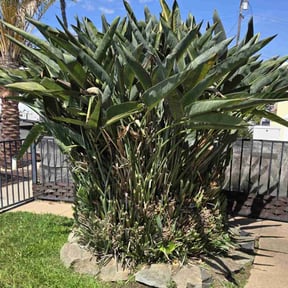 Bush Trimming by Let Us Mow reviewed on April 19, 2022