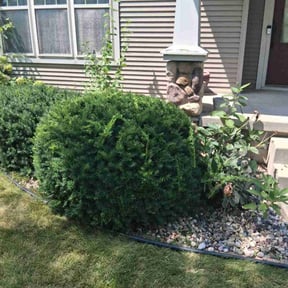 Bush Trimming by Greenline Lawn Care LLC reviewed on October 4, 2022
