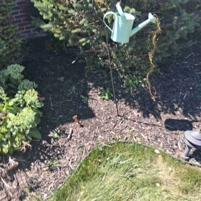 Flower Bed Weeding by Chucks Cutz LLC reviewed on June 9, 2025