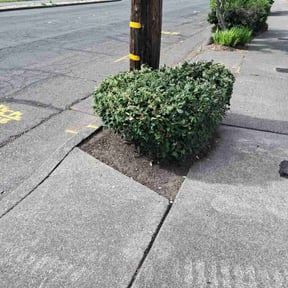 Bush Trimming by Jerusalemlawncareservice reviewed on October 20, 2022
