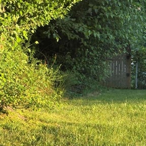 Cleanups by The Manicured Lawn LLC reviewed on August 12, 2024
