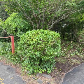 Bush Trimming by Top Turf L.L.C reviewed on July 16, 2020