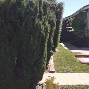 Bush Trimming by Your Way Lawn & Landscaping reviewed on July 27, 2022