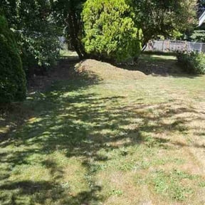 Bush Trimming by K&#039;s Lawn Care reviewed on May 16, 2025