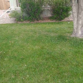 Bush Trimming by Guy’s in Green LLC reviewed on August 28, 2020