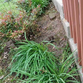 Flower Bed Weeding by Surwillo Lawn & Landscaping reviewed on September 10, 2024
