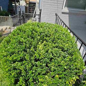 Bush Trimming by Artavius Clark reviewed on July 18, 2025