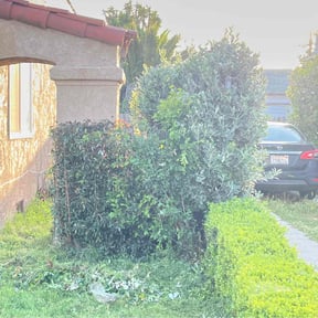 Bush Trimming by Sac lawn care services reviewed on March 31, 2025