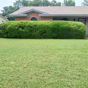 Bush Trimming by Ramirez Landscaping reviewed on December 13, 2024