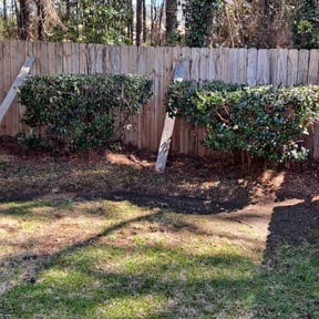 Bush Trimming by Tae's Next Level LLC reviewed on May 17, 2022