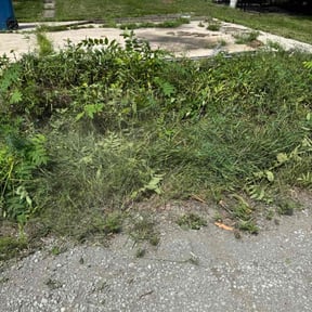 Bush Trimming by Calvin's Lawncare reviewed on June 5, 2022