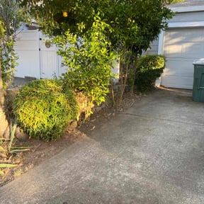 Bush Trimming by Sac lawn care services reviewed on March 31, 2025