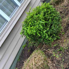 Bush Trimming by LSLTDallas/FortWorthTruGreen reviewed on June 5, 2025