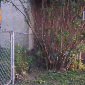 Bush Trimming by Enclave Landscape Management reviewed on May 9, 2022