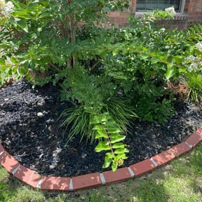 Flower Bed Weeding by Lions Landscaping LLC reviewed on April 15, 2025