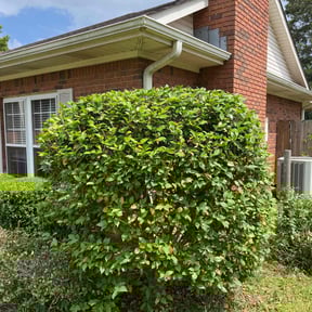 Bush Trimming by LI LawnCare reviewed on July 12, 2025