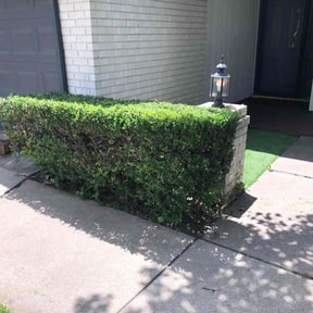 Bush Trimming by Ramirez Landscaping reviewed on December 13, 2024
