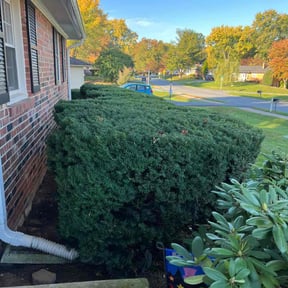 Bush Trimming by DC Painters and More reviewed on July 4, 2022