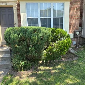 Bush Trimming by Haywood Services reviewed on November 14, 2024