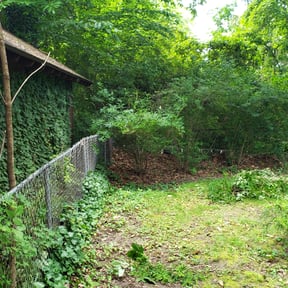 Bush Trimming by LSLTDallas/FortWorthTruGreen reviewed on April 2, 2025