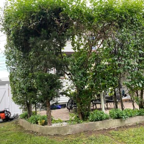Bush Trimming by Mr G's HandyMan & Lawn pro.service reviewed on June 1, 2022