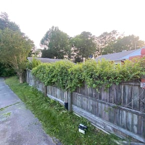 Bush Trimming by CleanCutsLawnCare reviewed on June 4, 2022